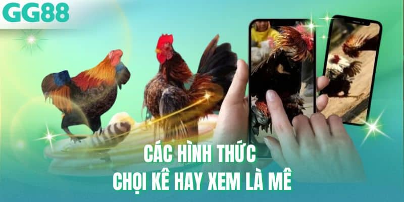 Các hình thức chọi kê hay xem là mê